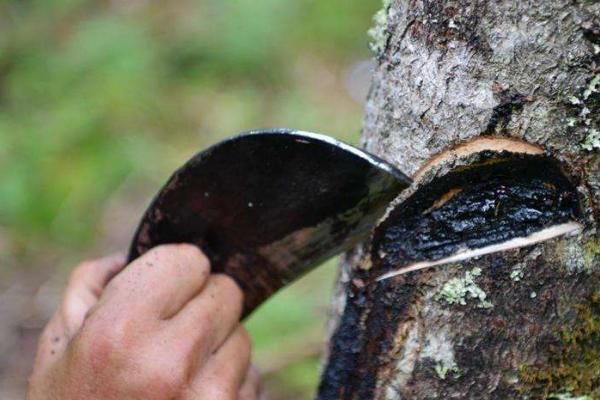 这种树看到它的人都退避三舍 却被大量种植 分泌的液体每斤600元