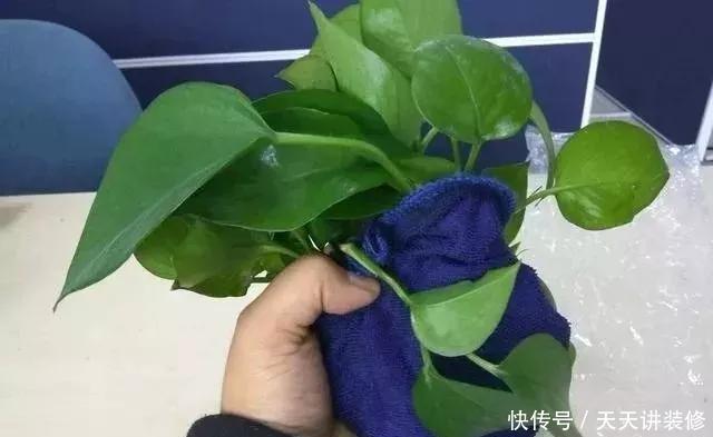  『绿萝』养花技巧：春天赶紧扦插绿萝，扯根枝插3盆，5种方法个个好活！