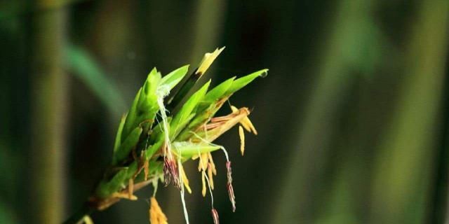  「竹子」老祖宗说“竹子开花，马上搬家”，竹子会开花？为何开