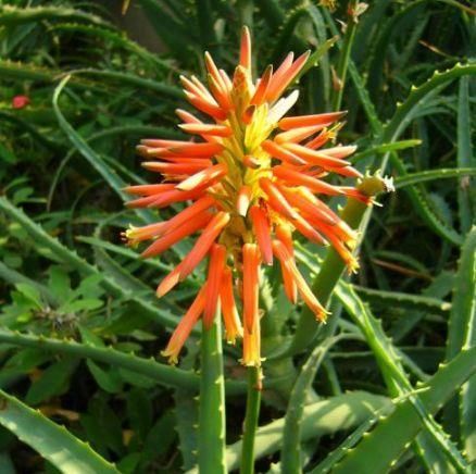  牡丹|4种便宜花，比牡丹好看，比吊兰好养，你养了吗