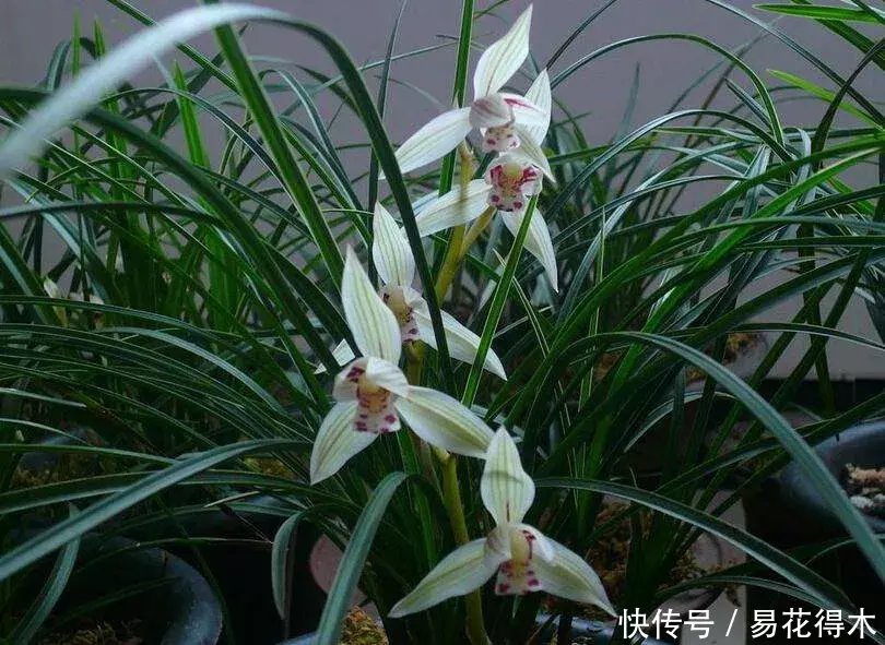  『生长期』兰花生长缓慢或停滞？莫急，也许是未到生长时