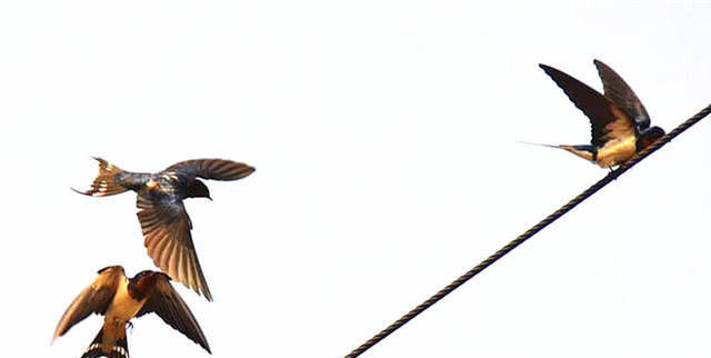 燕子过冬需要南迁，那最后飞到南方什么地方呢？出来怕你不信！