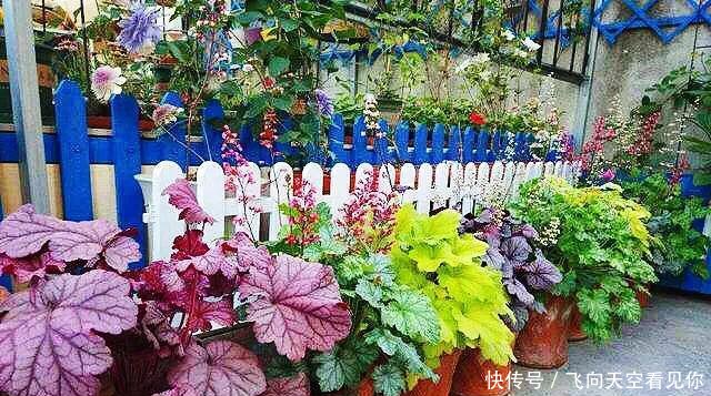  『蕨类植物』超级耐阴的几种花，常年不见太阳，也能郁郁葱葱长一片