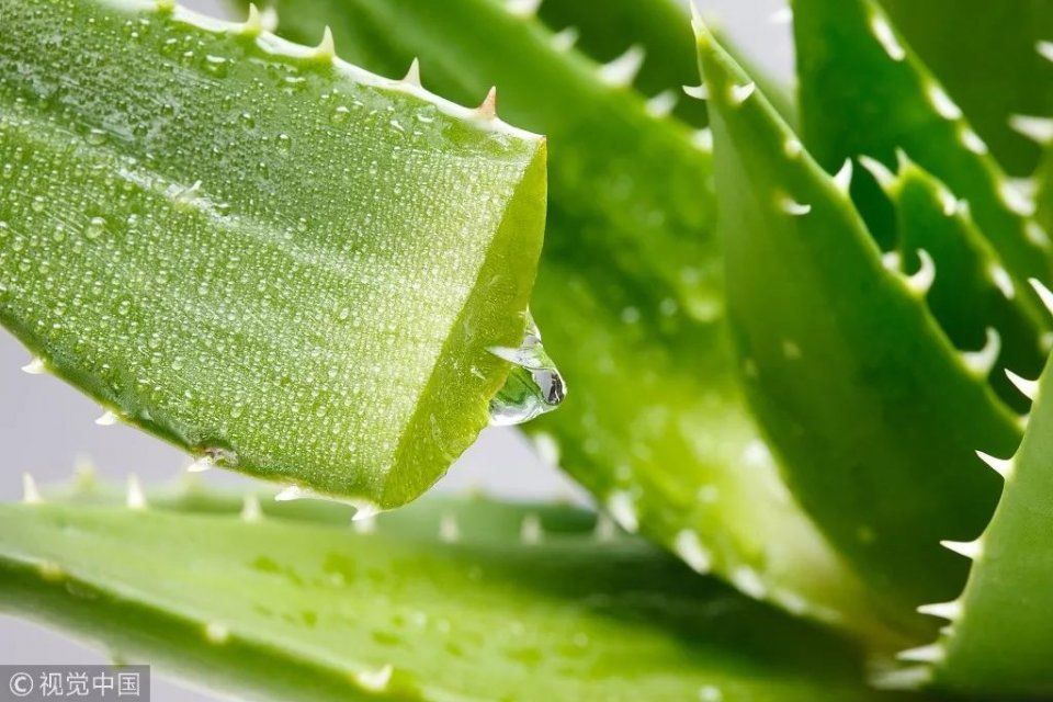 五花八门 | 疫苗别接种了?芦荟抗癌?7月科学流言榜，提醒你远离这