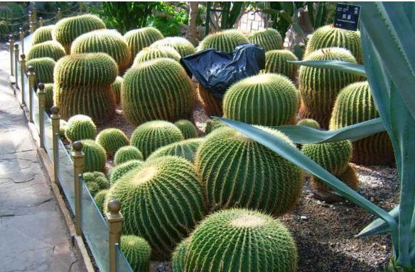 「甲醛」爱健康的人,都会养“3种”植物,能吸甲醛和臭气,养1盆都值了!