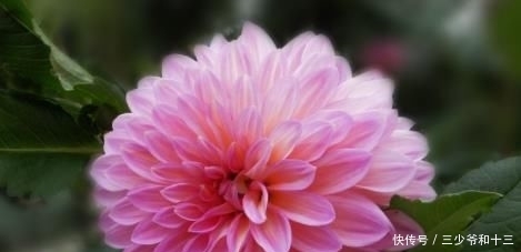 「美丽」秋天最好种这种花。一棵花开了,一棵美丽的大气引起人们的爱