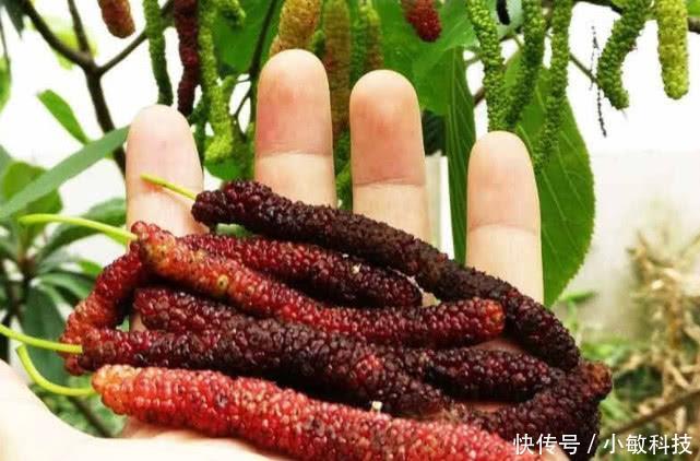 树上长着一种像“毛毛虫”的果子，营养价值高，却很少有人认识