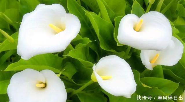 『马蹄莲』如果你不知道怎么浇水,就养这3种花,天天浇水也淹不死