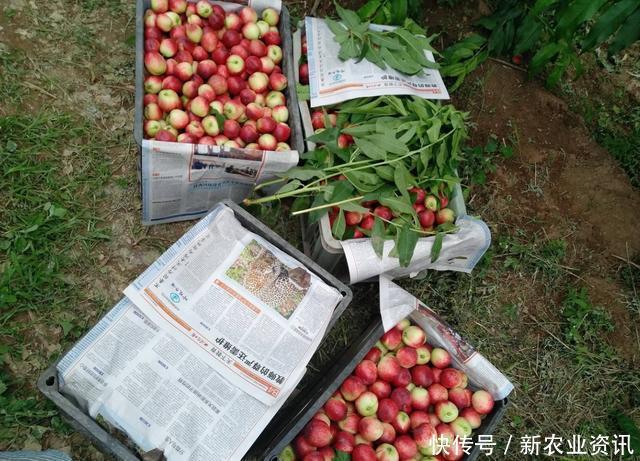  [桃子]被称为“五果之首”，价格一年比一年高，农民却说：一年