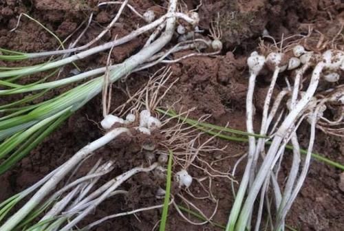  『值钱』在干旱的山地里，1种植物像“杂草”，被称为“野蒜”，根茎值钱