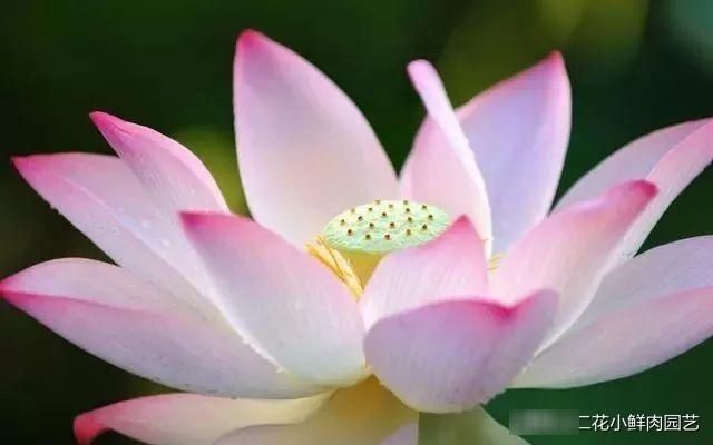 以食用■集观赏、食用为一体的6种花,好看又好吃,你吃过几种?
