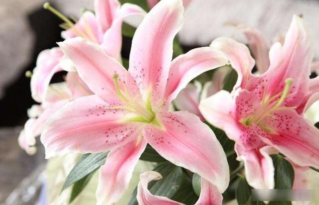 「寓意」花中仙子百合花,不为人知的历史背景,花艺插花中的花语及寓意