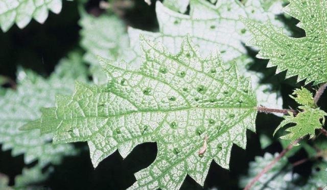  杂草：农村这种野菜，路过得很小心，曾经不被重视，现在成了稀罕物