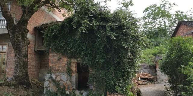  「叶子边缘处」花叶薜荔养花盆里两三年就会挂掉，却还有很多人喜欢它