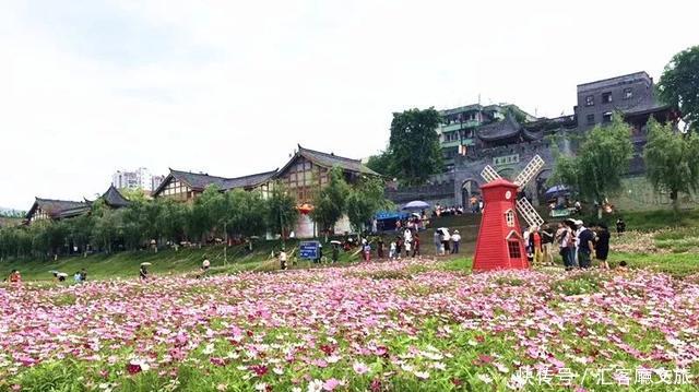 “五一”重庆慢时光，木洞10万㎡格桑花开，孤岛绿草成海！