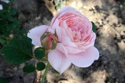  『瑞典』瑞典女王，老花匠家家有，开花极大，粉嫩优雅，看一眼就爱上她