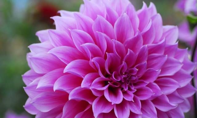  『越养越』养花就养3种花，好养易活花量大，开花爆盆很漂亮，越养越喜欢