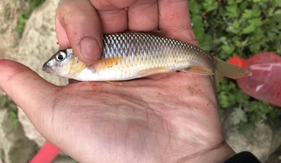 『名贵』瀑布溪流探钓,野钓名贵溪水石斑鱼,钓获60多条马口鱼和石斑鱼