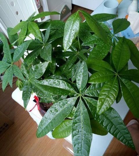  「够长得好」不会养发财树？小花匠用此方法养得枝繁叶茂，不愁养不好