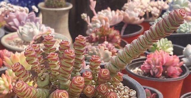  「特别」家里养这4种植物，旺财镇宅，净化空气又好看，养一盆特别值