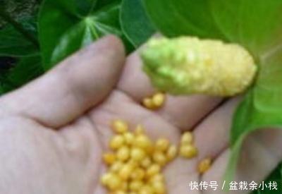  「方法」红掌的繁殖方法