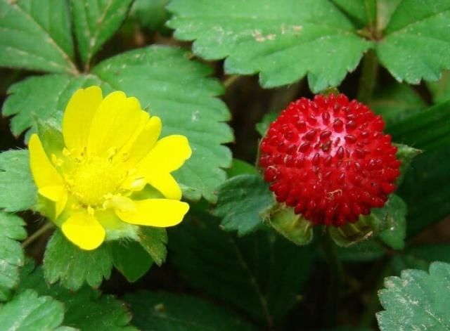  草莓：农村里这种“野草莓”很常见，颜值与味道并重，你有没有见过