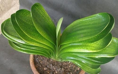 『干燥』给君子兰浇水,错误的方法容易导致烂根,这才是最正确的浇水方法