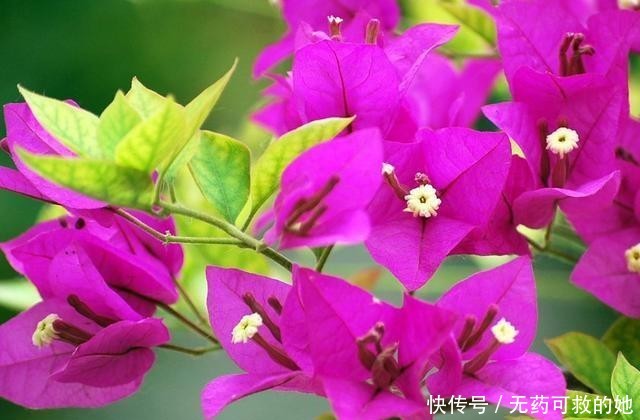  『更好』三角梅容易养活，开花量大花期长，如何给三角梅施肥更好？