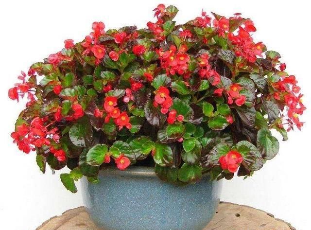  「病虫害」四季海棠怎么养？教你5个方法，一年四季都开花，小巧玲珑花色艳