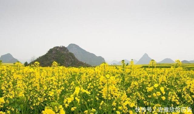  「舞蹈」一朵六瓣儿胭脂兰