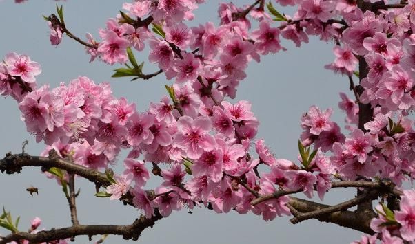  「寓意」每种花都有不同的寓意，你知道每个月代表的花吗，来了解美丽的它
