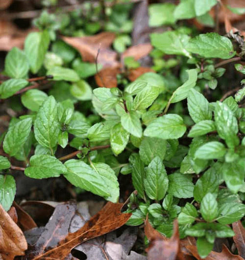 农村这种野草，以前都不当回事，很适合夏天泡茶喝，遇到别错过！