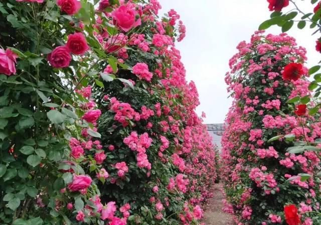  「体温检测」第四届〈花乡玫瑰〉艺术节！门票无限量免费送！