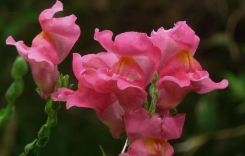  墙角：这几款花，种在家里墙角，半年长成花墙，惊艳四季，琳琅满目