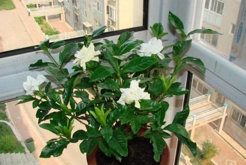  『浇水的时』这6种不宜'喷水'的盆栽，家里种植少浇水，否则养出的不尽人意