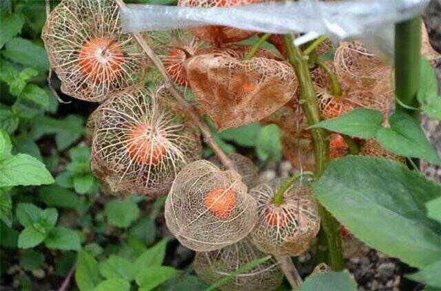 为啥农村夏天一到，人们就时不时往玉米地里钻？能些干什么呢？