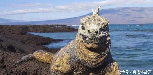 南美洲此小岛，引入3只羊后演变成25万只，政府下令将其消灭