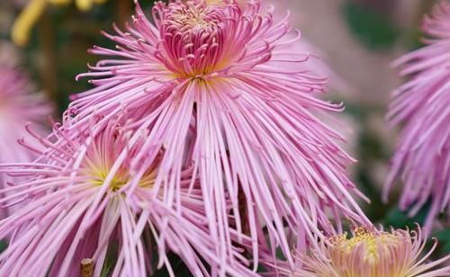  家里@家里养这几款植物，颜值高花期长，花朵粉嫩丰腴，开花四季如春