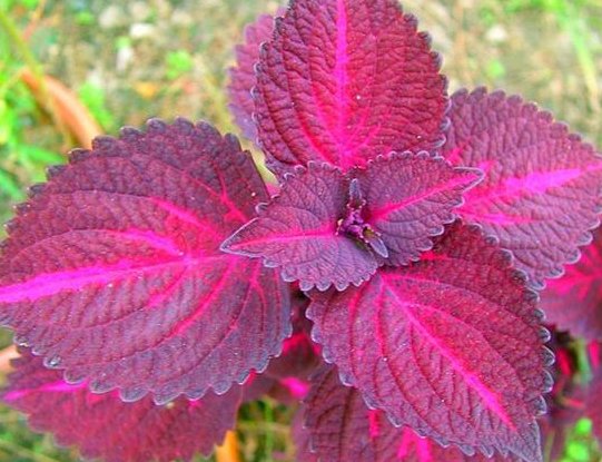  柔美■这些花美易爆盆的花卉，花色柔美，丢到小院成花海，四季开花不断