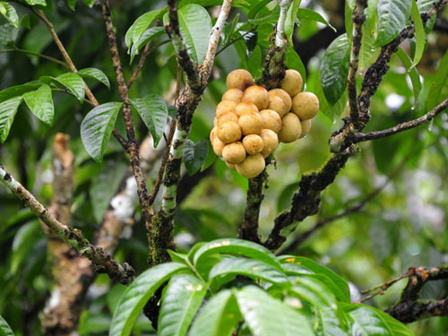 上的水果之王汁多味甜,农村人称它爱情果亦