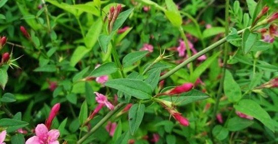 「湿润」此花,喜温暖无风环境,要求排水良好、湿润肥沃的土壤。