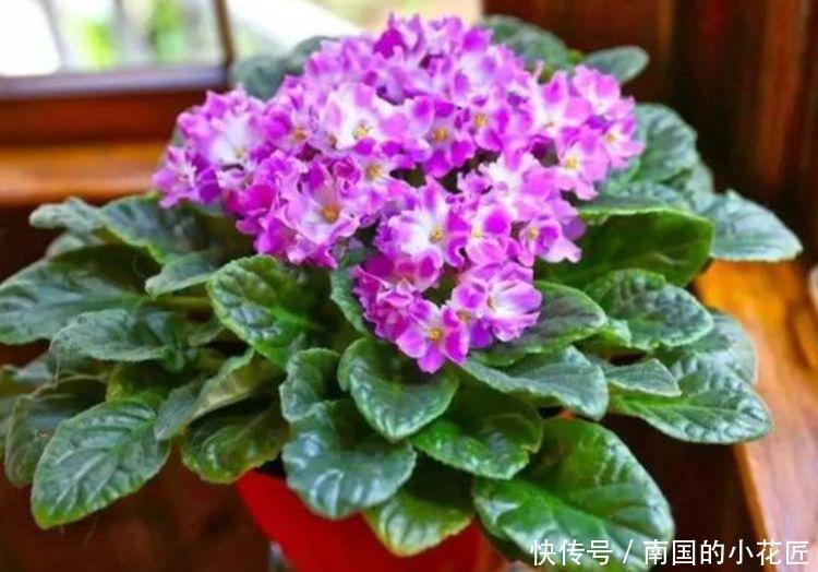  『喜欢』家养3种”四季花“，好养又漂亮，365天开花不断，你最喜欢哪一种