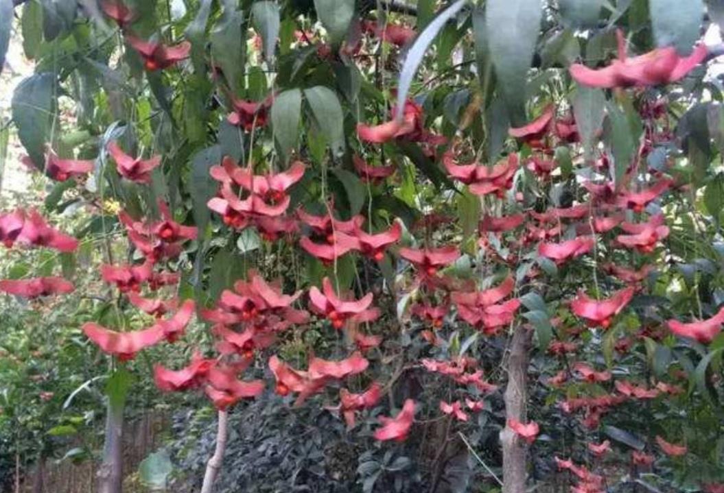 『金丝吊蝴蝶』1种漂亮的植物,俗称“摇钱树”,枝头挂满美丽的“小蝴蝶”