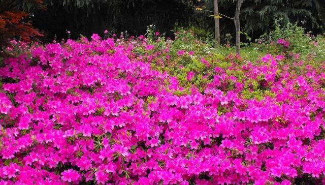  土壤■映山红为什么不开花？如何能让映山红开花？栽培映山红的注意事项