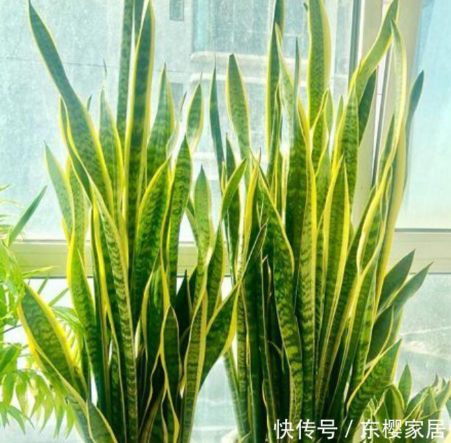 「幸福树」庭院选这几款花,花姿妖娆,养在哪里都爆盆,好运到来