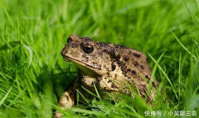  「脱下」农村蟾蜍会脱下一层蟾衣，据说比黄金还贵，为何在野外
