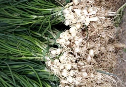  『值钱』在干旱的山地里，1种植物像“杂草”，被称为“野蒜”，根茎值钱