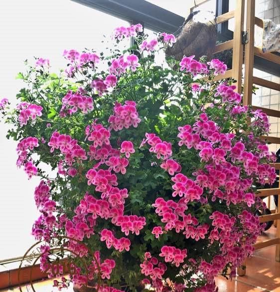  【值得】天竺葵“天使之眼”，开花美丽，花期5个月，栽培容易，值得拥有