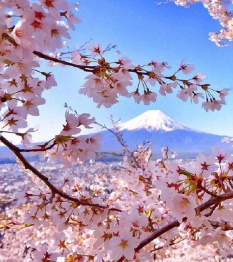 日本富士山樱花什么时候开_日本富士山樱花图