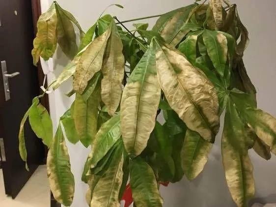  「图片作者」10种花，春天不能晒，躲屋里最安全！